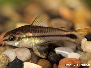 Corydoras pygmaeus5