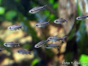 Corydoras pygmaeus6