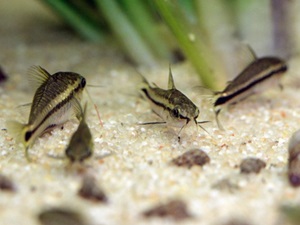 Corydoras pygmaeus7