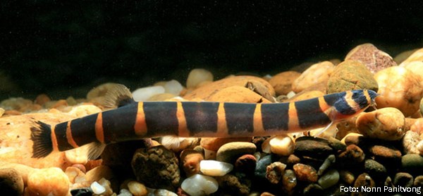 Cobrinha Myersi (Pangio myersi)