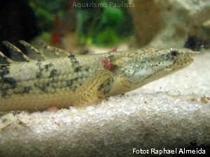 Polypterus delhezi (Polypterus delhezi)