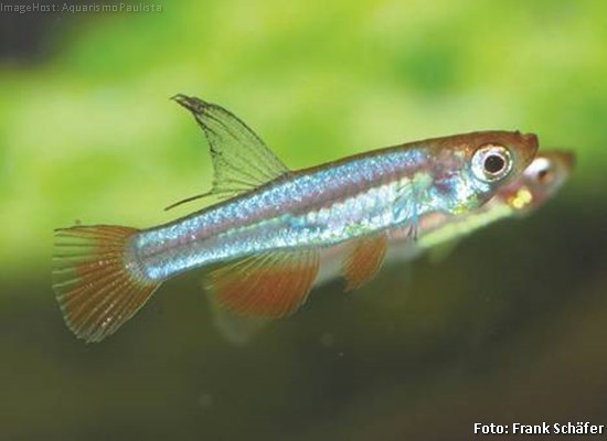 Lampeye Brichardi (Congopanchax brichardi)