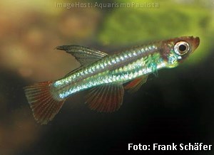 Aplocheilichthys brichardi2