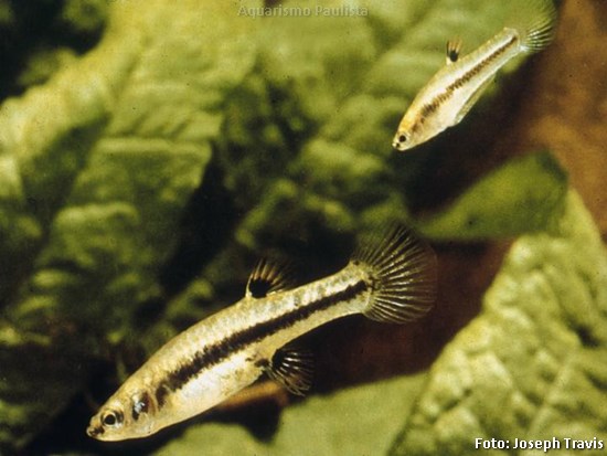 Vivíparo Anão (Heterandria formosa)