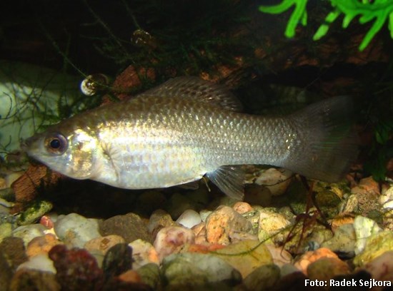 Poecilia velifera2