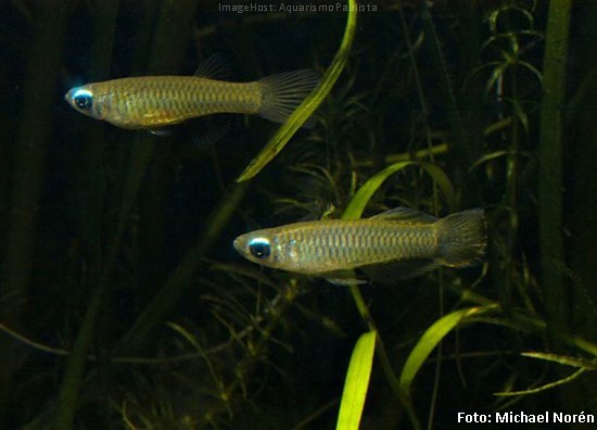 Killifish Lampeye (Poropanchax normani)