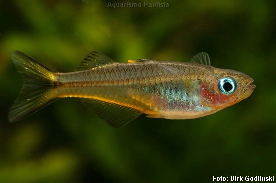 Pseudomugil furcatus2