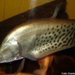 Peixe Faca Real (Chitala blanci)