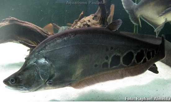Peixe Faca Palhaço (Chitala ornata)
