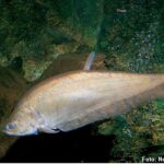 Peixe Faca Asiático (Notopterus notopterus)