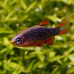 Rasbora Galaxy (Danio margaritatus)