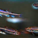 Rainbow shiner (Notropis chrosomus)