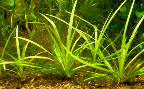 Echinodorus bolivianus