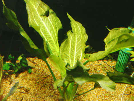 Echinodorus berteroi