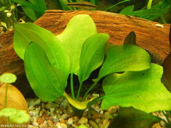 Echinodorus cordifolius