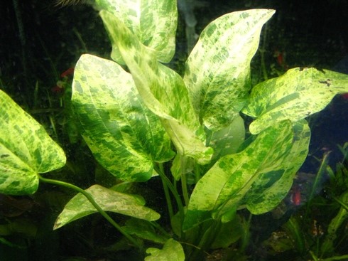 Echinodorus cordifolius “Marble Queen”