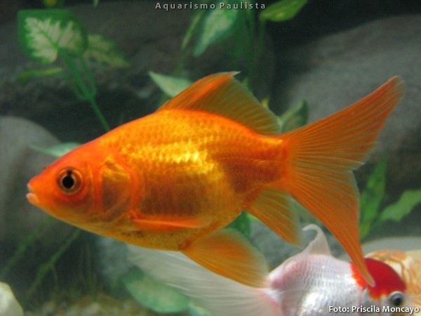 Kinguio (Carassius auratus)