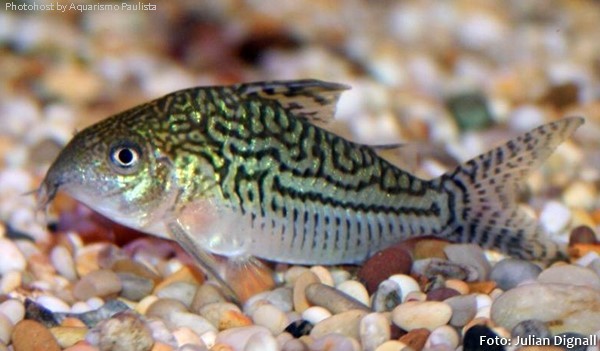 Corydoras-sodalis2