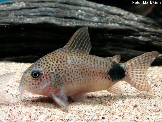 Corydoras-caudimaculatus2