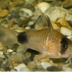 Coridora Panda (Corydoras panda)