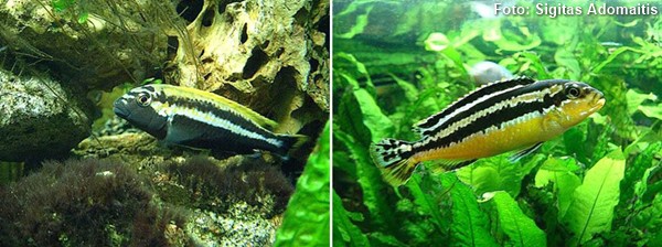 Melanochromis-auratus2
