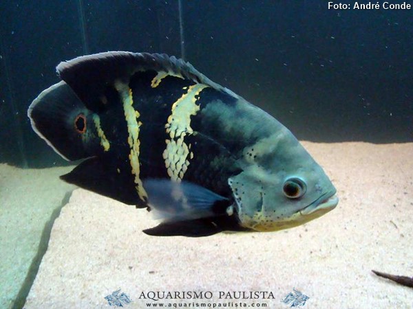 Apaiari (Astronotus crassipinnis)