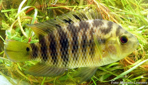 Acará Camaleão (Australoheros facetus)