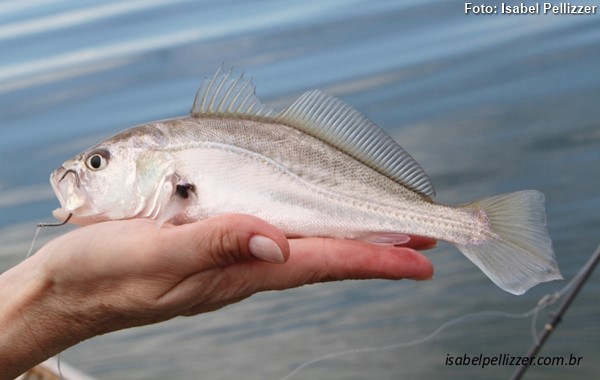 Corvina (Plagioscion squamosissimus)
