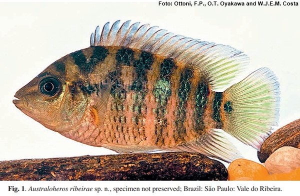 Cará (Australoheros ribeirae)