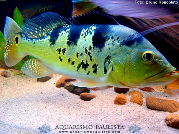Tucunaré Amarelo (Cichla kelberi)