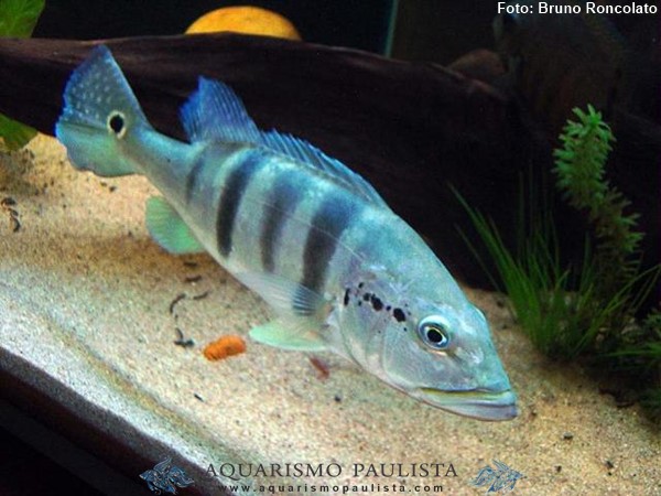 Tucunaré Azul (Cichla piquiti)