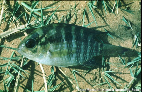 Acará Paranaense (Cichlasoma paranaense)