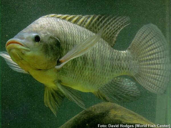 Tilápia do Nilo (Oreochromis niloticus)