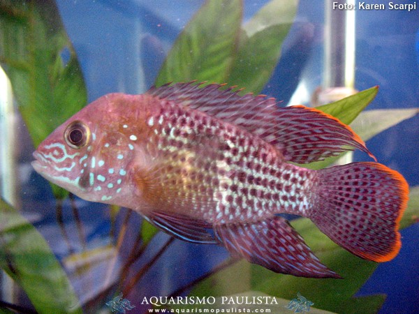 Andinoacara-rivulatus2