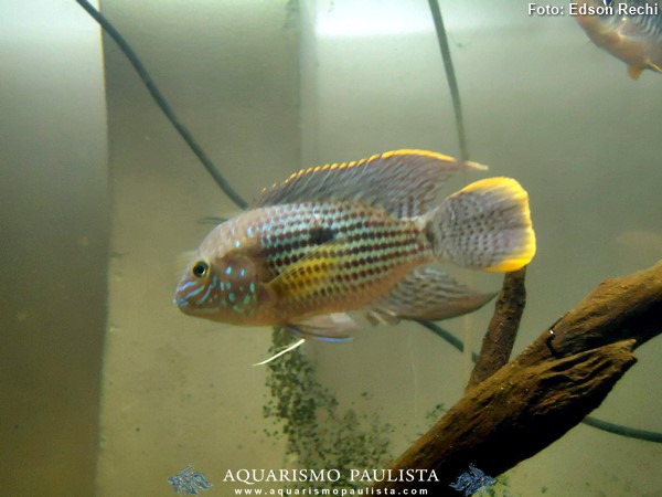 Andinoacara-rivulatus3