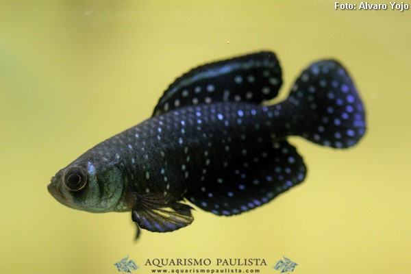 Austrolebias nigripinnis