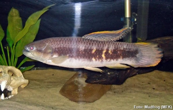 Jejú, Morobá (Erythrinus erythrinus)