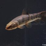 Traíra (Hoplias intermedius)