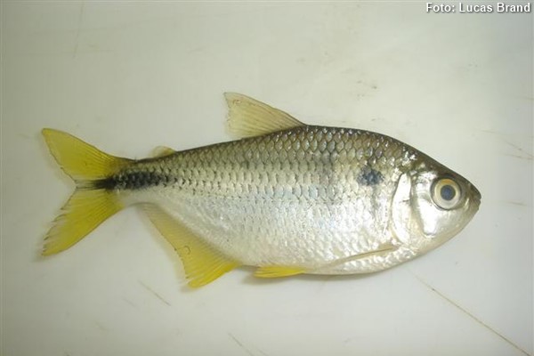 Lambari (Astyanax altiparanae)