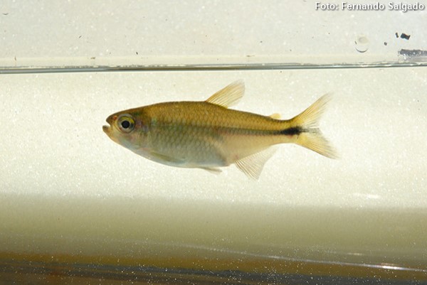 Lambari (Astyanax intermedius)