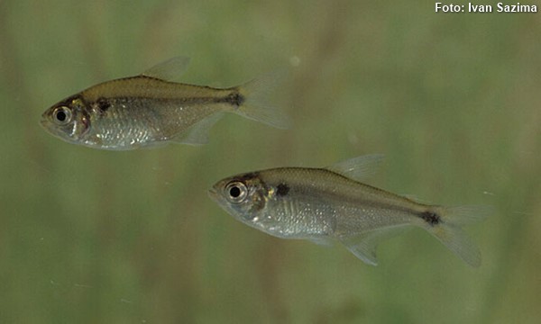 Lambari (Astyanax parahybae)