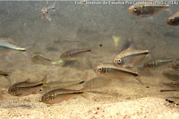 Lambari (Astyanax paranae)