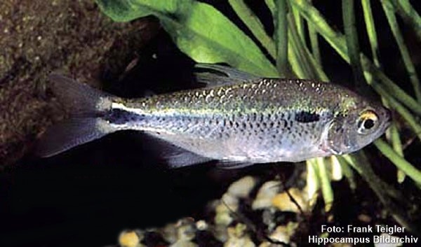 Lambari (Astyanax ribeirae)