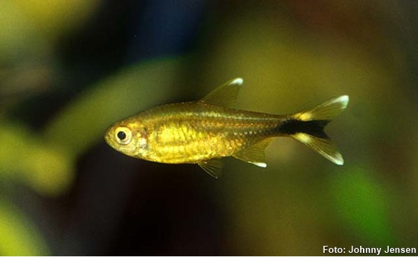 Hasemania-nana-tetra-cobre2