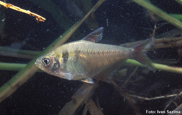 Tetra Amarelo (Hyphessobrycon bifasciatus)