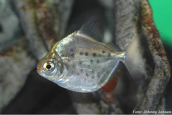 Pacu Manchado (Metynnis maculatus)