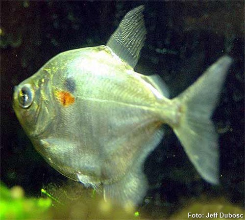 Pacu Peva (Metynnis mola)