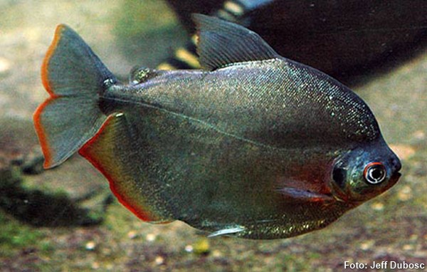 Mylossoma-duriventre-pacu2