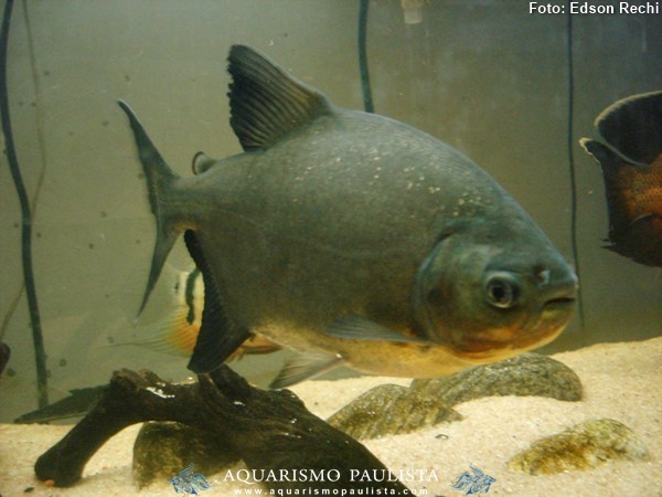 Pacu Caranha (Piaractus mesopotamicus)