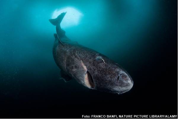 Somniosus-microcephalus-news